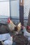 Large rooster and his hens on the farm. Poultry family