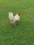 Large rooster, livestock on grass background