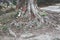 The large root of the Bodhi tree on the ground