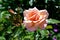 Large rose in bloom. Decorative shrubs in the garden design