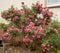 Large rose bush with the famous Rosa Centifolia Foliacea, the Provence Rose or Kohl-Rose