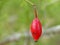 Large Rose Hips Berry 1