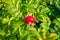 Large rose hips close-up on a bush.