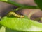 Large rose sawfly caterpillar eating rose leaves