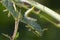 Large Rose Sawfly larvae