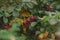 Large rosehip berries in green foliage