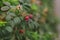 Large rosehip berries in green foliage