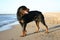 Large Rottweiler on the beach