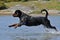 A large rottweiler female jumping in water
