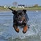A large rottweiler female run and play in water