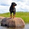 A large rottweiler female standing on rock