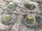 Large round beautiful Mexican greens prickly cactus exotic tropical plants in arid dry warm countries, desert, Egyptian grows on t