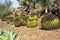 Large round cacti grow on sandy soil