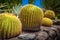 Large round cactuses