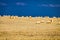 Large round cylindrical straw or hay bales in countryside on yellow wheat field in summer or autumn after harvesting on sunny day