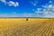 Large round cylindrical straw or hay bales in countryside on yellow wheat field in summer or autumn after harvesting on sunny day