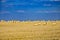 Large round cylindrical straw or hay bales in countryside on yellow wheat field in summer or autumn after harvesting on sunny day