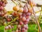 Large round grapes. Close-up of a large bunch of ripe red Verico grapes growing on a vine in the sunlight, one of the varieties of