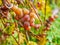 Large round grapes. Close-up of a large bunch of ripe red Verico grapes growing on a vine in the sunlight, one of the varieties of