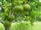 A large round green pomelo hanging fruitful on the tree