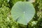 Large Round Leaf Wild Waterlily