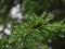 Large round raindrops on evergreen fir