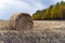 Large Round stack of dry hay on a background autumn forest. Harvesting in the fields. Round bale of dry grass in the foreground