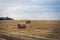 Large Round stack of dry hay on a background autumn forest. Harvesting in the fields. Round bale of dry grass in the foreground