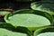 Large round Victoria lotus leaves in a pond