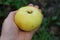 A large round yellow apple lies on the open palm of the hand