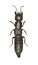 Large Rove Beetle Ocypus on white Background