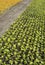 Large rows of young plants vegetation