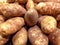 Large Russet Potatoes