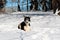 Large Russian sighthound dog poses proudly against a peaceful wintery backdrop