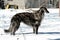 Large Russian sighthound dog poses proudly against a peaceful wintery backdrop