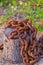 Large rusted old chain