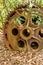 Large rusty gear of Tin Dredge in the deserted tin mine. Dry leaves fall on the ground, tropical forest backgrounds