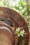 Large rusty gear of Tin Dredge in the deserted tin mine. Tropical plant growing in the rusty gear, dry leaves fall on the ground,