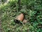 Large rusty metal in the woods at Big Bull Creek Park in Edgerton Kansas