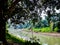 A large Sacred fig tree and a small flowing rural river in the morning in India