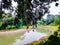 A large Sacred flg tree and a small flowing rural river in the morning in India