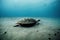 Large sad sea turtle crawling along dark ocean floor.
