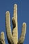 Large Saguaro