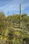 Large saguaro cactus and desert bloom