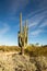 Large saguaro cactus in a desert landscape