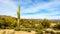Large Saguaro Cactus and many other cacti and shrubs in the mountainous desert landscape near Lake Bartlett