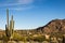 Large saguaro cactus in a residential desert landscape