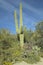 Large saguaro cactus in spring in Saguaro National Park West, Tucson, AZ