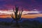 Large Saguaro Cactus At Sunrise in Southwest USA