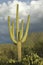 Large saguaro cactus and white puffy clouds in spring in Saguaro National Park West, Tucson, AZ